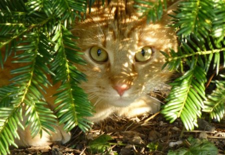 The look - animals, cute pet, cat, hiding, leaves