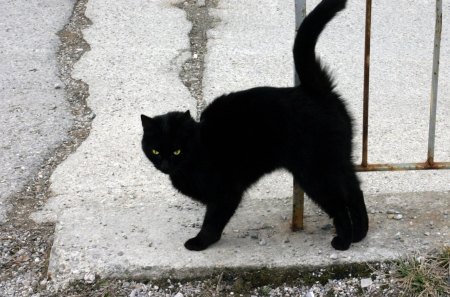 Black Cat - black, streets, cute, animel, cat