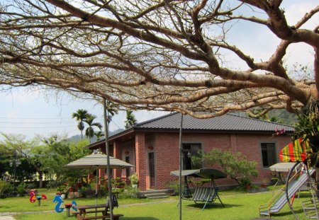 Madagascar Almond - tree neatly, chair, meticulous, grass, elegant, garden