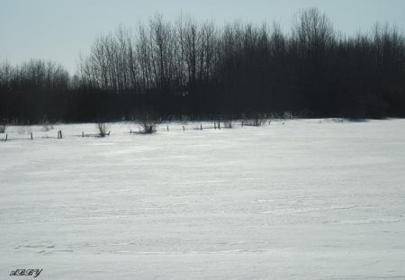 White Nature in March - white, sky, trees, photography, blue, winter