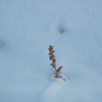 frozen weeds