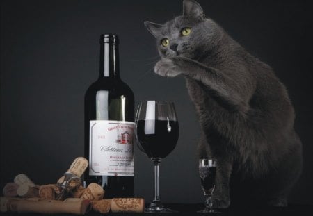 Come...,Have a drink - animal, drinking, cute, cat