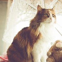 Cat and teddy bear