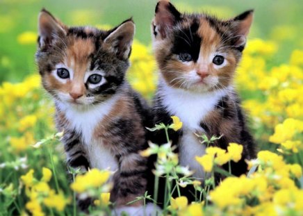 two of a kind - sweet, two, kittens, cats