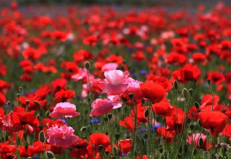 Pink - flowers, pink, red, spring