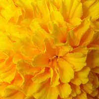 Yellow Carnation