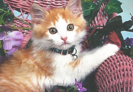 A kitten on a pink wicker chair