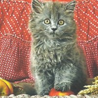 Persian kitten with an apple and wheat