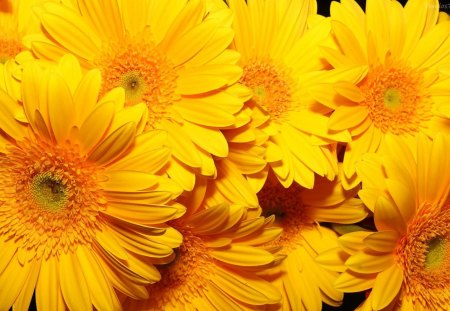 Flores Amarillas - nice, close up, amarillas, large, nature, yellow, petals, bunch, flowers