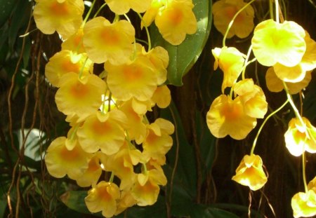 Hanging Yellow Orchids - yellow, stem, flower, petals, leaves, nature, orchids, bunch, day