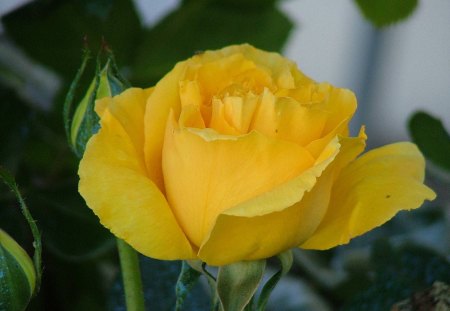 Gorgeous Yellow Rose - nature, yellow, petals, day, green, stem, rose, flower