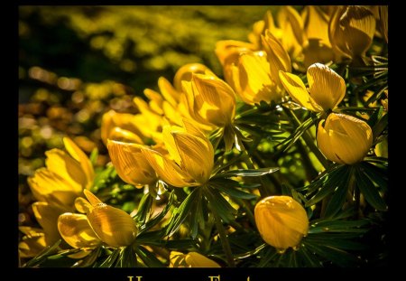 Easter - sky, sunlight, easter, tulips, happy easter, basket, spring, purple, yellow, pink, clouds, easter eggs, beautiful, pastel, flowers, grass