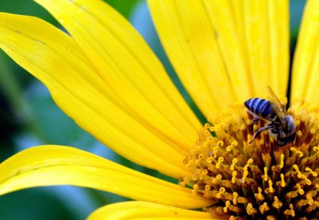 Large Yellow Daisy with Bee - nature, bee, yellow, petals, day, animal, daisy, flower