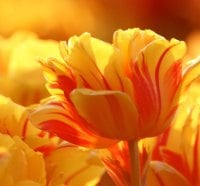 Yellow and Red Tulips