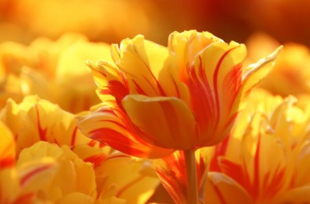 Yellow and Red Tulips - yellow flowers, popular, yellow tulips, day, tulips, wallpaper, bright, nature, yellow, petals, red, stem, flowers