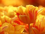 Yellow and Red Tulips