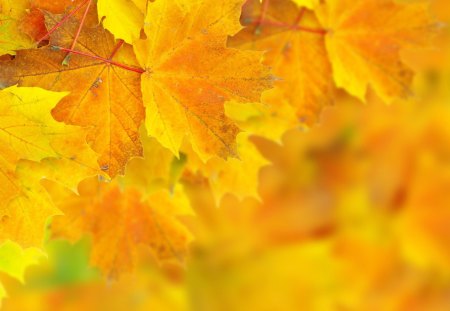 Yellow and Orange Autumn Leaves - nature, yellow, autumn, orange, leaves