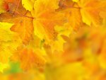 Yellow and Orange Autumn Leaves