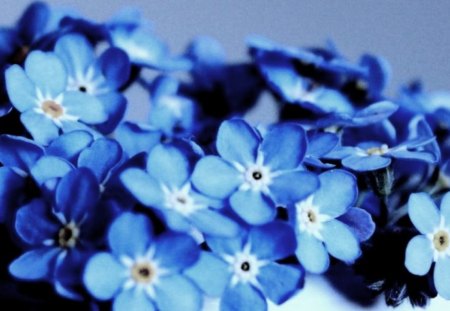 Forget me not - flowers, blue, image, new