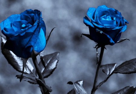 Blue roses - e, l, roses, b, u