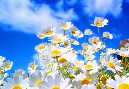 table daisies - sky, blossoms, table daisies, clouds, petals, table, daisies