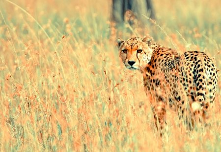 The Gorgeous Cheetah - cheetah, animal, big cat, beautiful, spotted, wild, fields