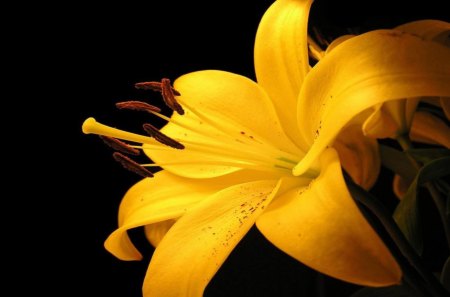 Yellow Tiger Lily - large, nature, yellow, lily, beautiful, close-up, petals, spotted, tiger, flower