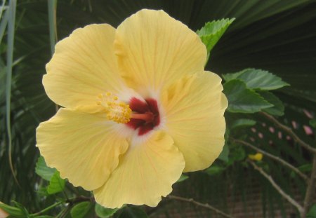 Yellow Red Center Hibiscus - hibiscus, day, large, nature, yellow, red, petals, green, leaves, flower