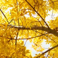 Yellow Autumn Tree