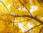 Yellow Autumn Tree