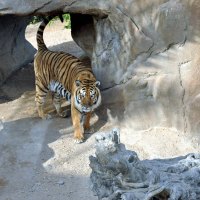 Territorial Tiger
