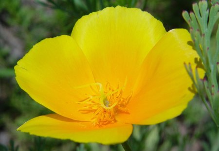 Yellow Poppy - poppy, nature, yellow, soft, flower, petals, leaves