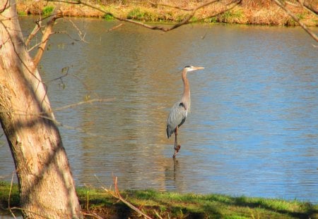 Blue Heron at Lake Siloam - nature, outdoors, birds, photography