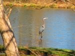 Blue Heron at Lake Siloam