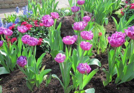 We Color the World in Spring 40 - purple, tulips, flowers, blue, garden, soil, brown, photography, green