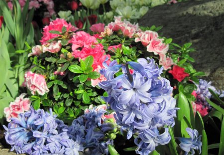 We Color the World in Spring 47 Blue - Flowers, garden, red, green, photography, Hyacinths, pink, Blue