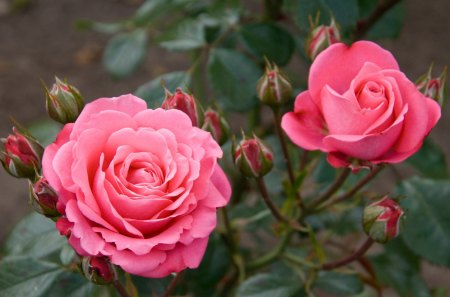 Rose - photography, flower, nature, rose