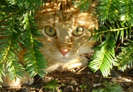 Cat - pretty, cat face, sleepy, paws, kitten, cats, face, sleeping, hat, beautiful, beauty, lovely, sweet, cat, cute, animals, kitty