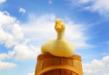 Duck - duck, animal, humor, sky