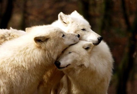 Friends - wolves, wolf, predator, arctic, pack