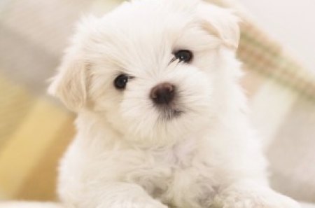 Cuteness - white, animal, cute, black, sweet, puppy, fur, dog