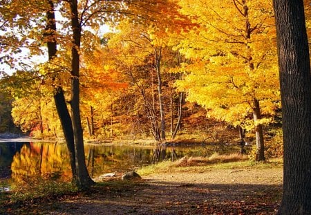 Yellow Autumn Trees - lakke, sky, autumn, trees, day, water, trunk, nature, forest, yellow, leaves, land