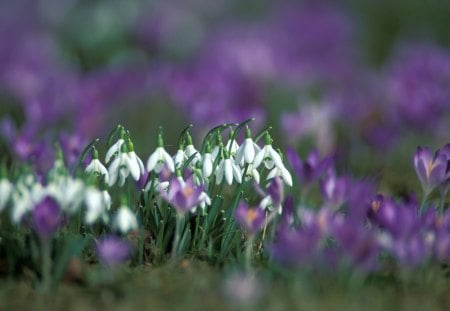 Snowdrops and Crocuses  ♥ - flowers, white, nature, crocuses, mauve, snowdrops, spring, freshness