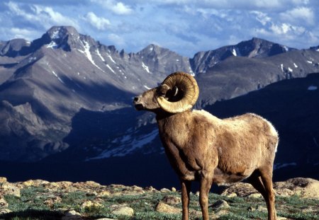 Ram - ram, gorns, animal, nature, blue, green, mountain, sky