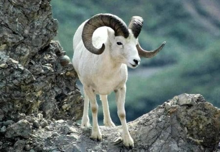 Wild goat - stone, male, mountain, zodiac, nature, white, wild, green, animal, rock, aries, goat