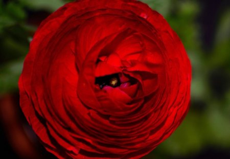 Red rose - red, rose, petals, flowers, bud