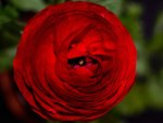 Red rose