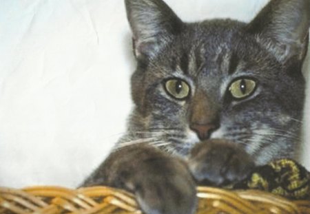 A cat in a basket - cat, feline, basket, cute