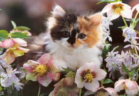 Kitten in Flowers - pretty, summer, spring, pink, calico, cat, flowers, white, nature, kitten, cute, adorable, animals