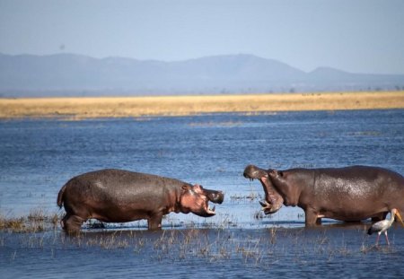 I Said I'm The Boss...LOL - hills, female, water, hippo, male, river, nature, endangered, mountains, lakes, wild